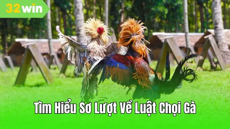Tìm hiểu về luật chọi gà - Trăm trận trăm thắng!