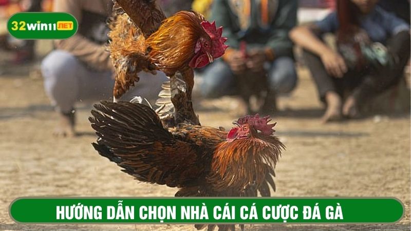 Hướng dẫn chọn nhà cái cá cược đá gà cựa dao an toàn