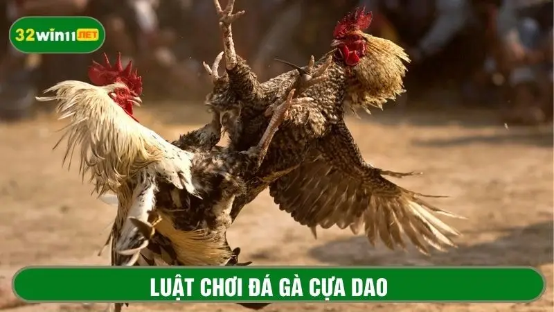 Chi tiết luật chơi bộ môn đá gà cựa dao