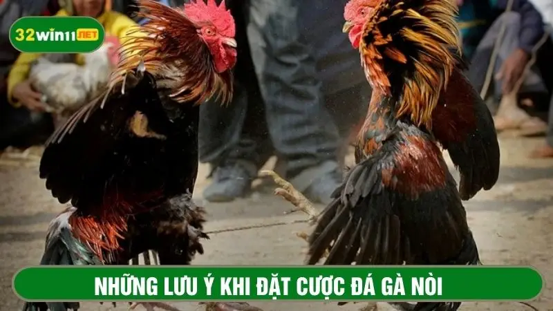 Lưu ý đặt cược đá gà trực tiếp tại nhà cái 